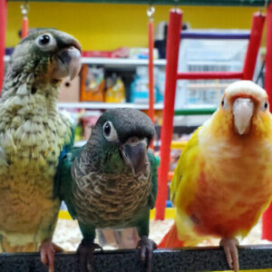 turquoise green cheek conures for sale