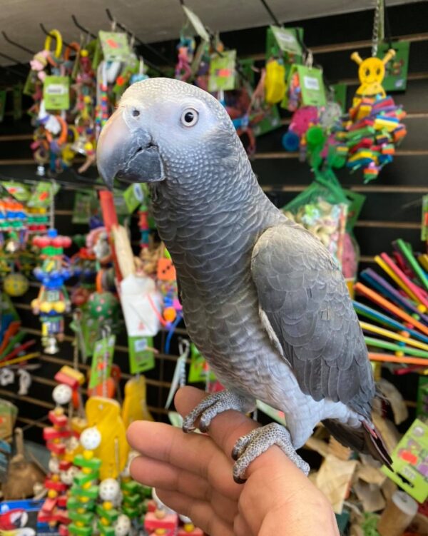 African Grey Timneh Parrot for sale