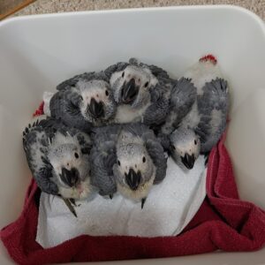 Congo African Grey parrot for sale