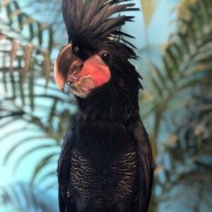 Black palm cockatoo for sale