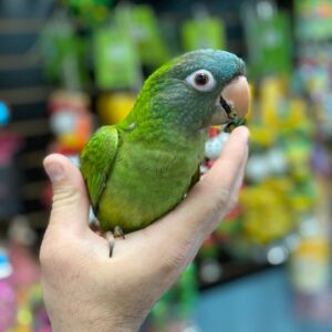 Blue Crown Conures for sale near me