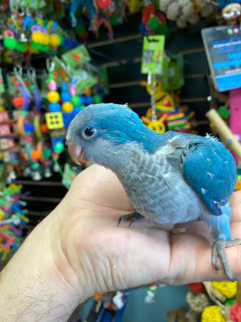 blue quaker parrot near me