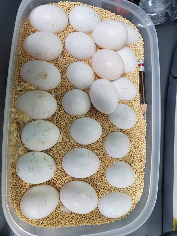 Eclectus Parrot Eggs For Sale