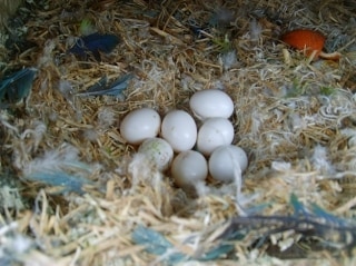 Parrot eggs for sale