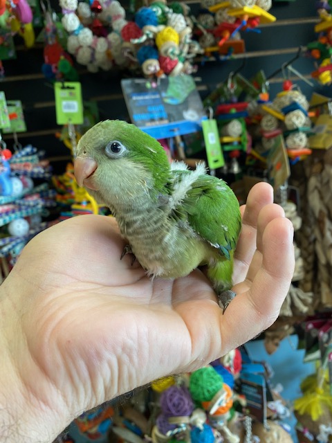 quaker parakeet for sale