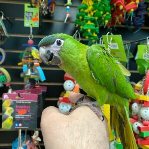 Hahns macaw for sale