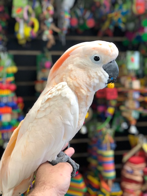 Moluccan cockatoo for sale near me