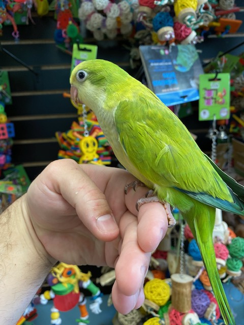 Green Quaker Parrot for sale near me