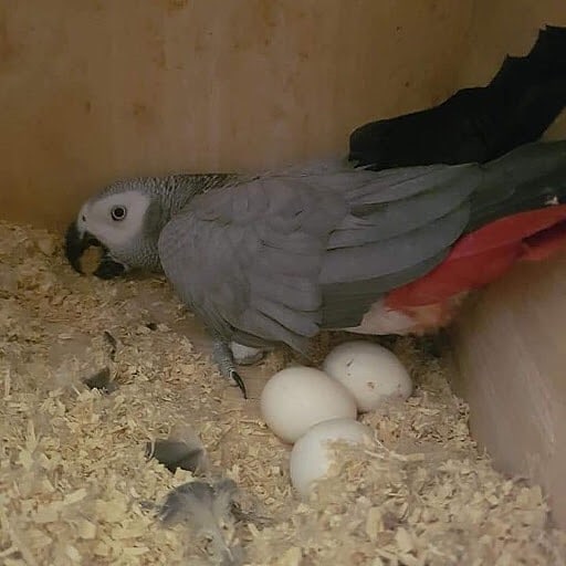 african grey parrot eggs