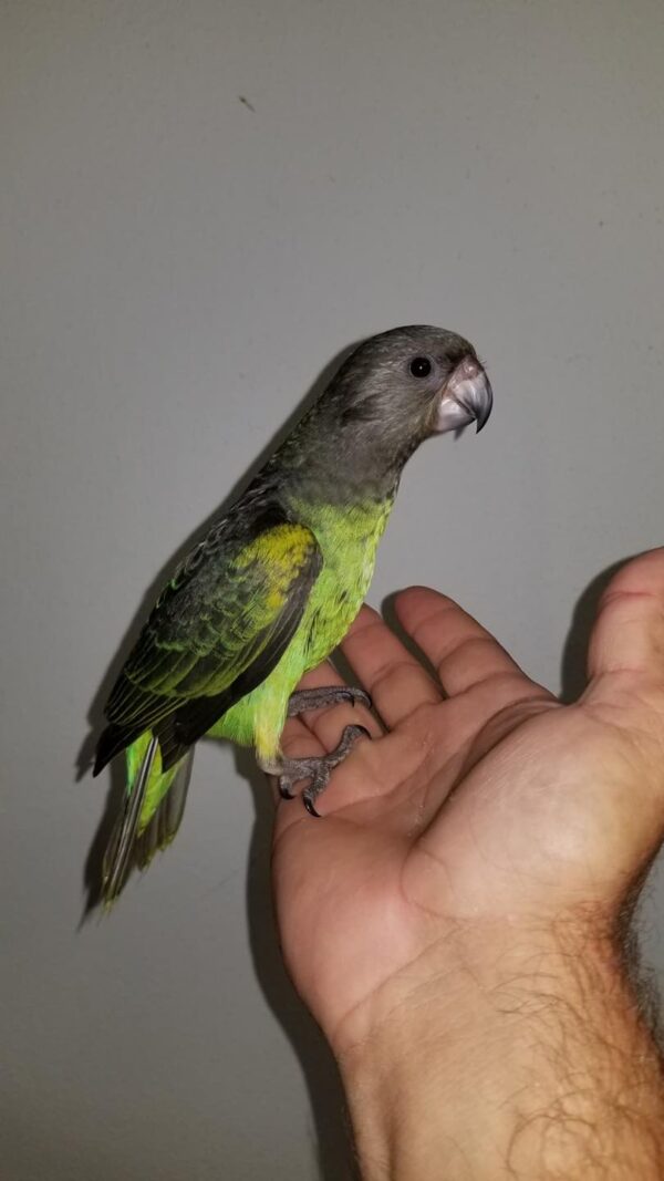 Meyers Parrot for sale