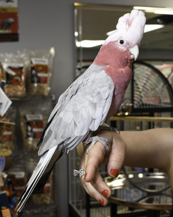 rose breasted cockatoo for sale near me