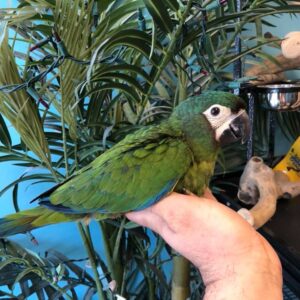 severe macaws for sale