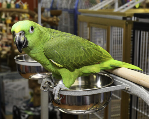 Yellow-Naped Amazon Parrot fro sale