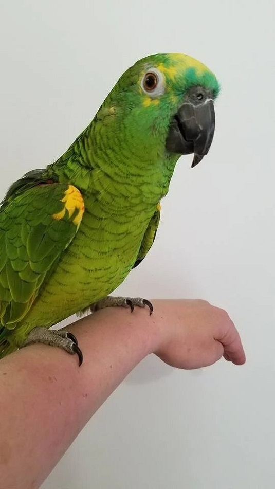 Blue fronted amazon for sale