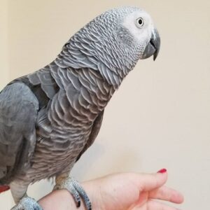 Buy African grey parrot