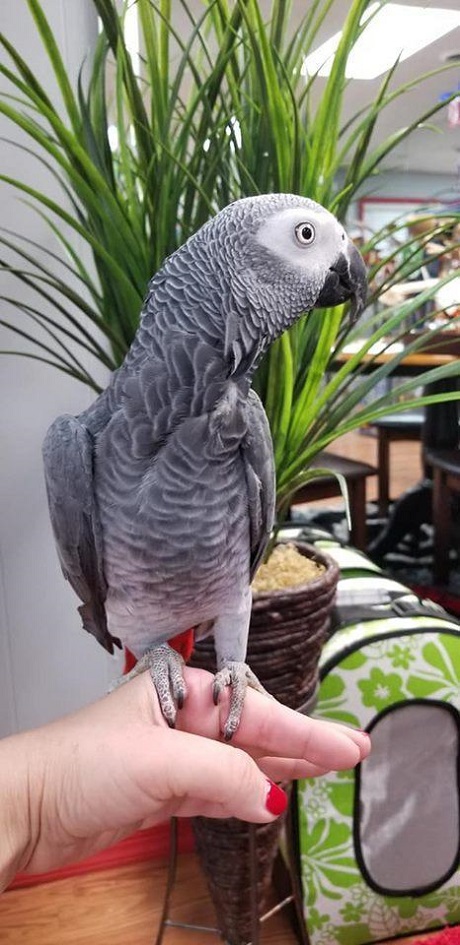 Congo African grey for sale