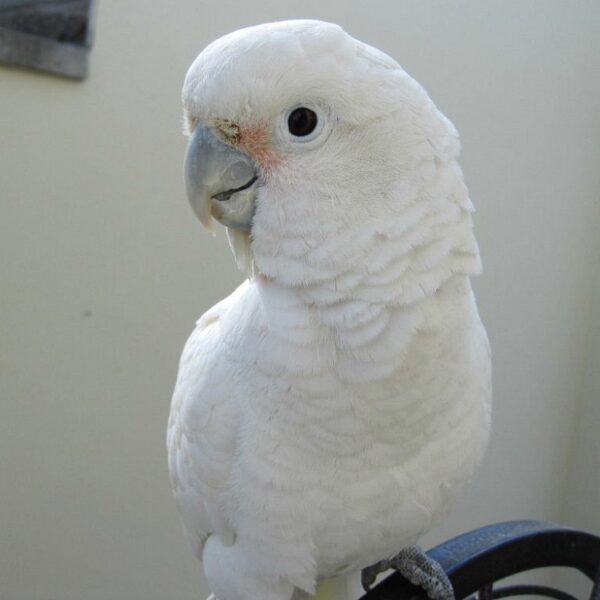 Goffin cockatoo for sale