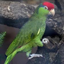 Red crowned amazon parrot for sale