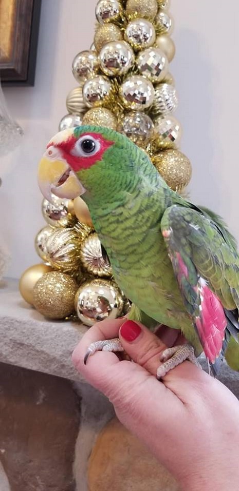 White fronted amazon parrot for sale