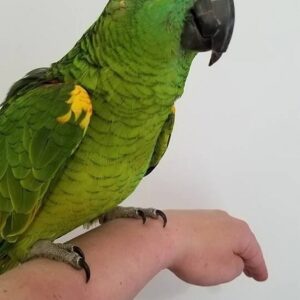 Blue fronted amazon for sale
