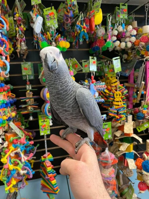 Buy african grey parrot online