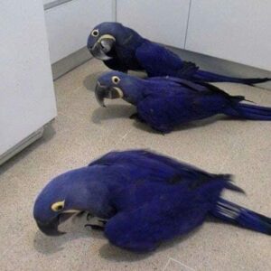 Buy Hyacinth Macaws Online