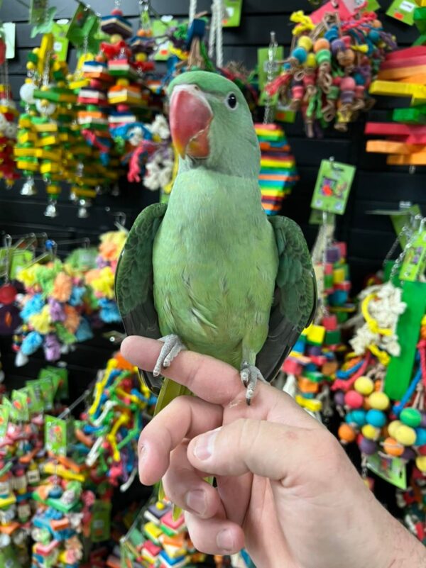 Ringneck Indian Parakeets for Sale