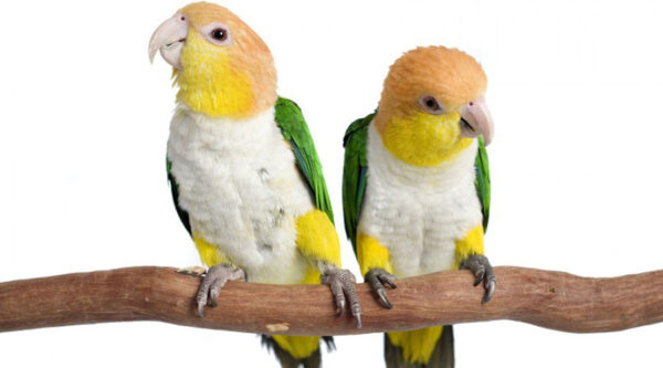 White Bellied Caique For Sale
