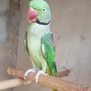 Ringneck Indian Parakeets for Sale
