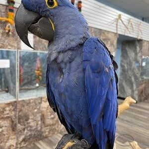 hyacinth macaw for sale
